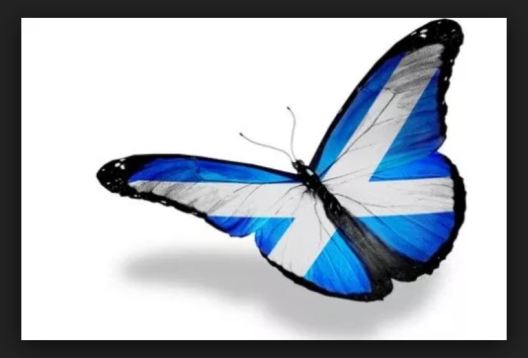 butterfly scots