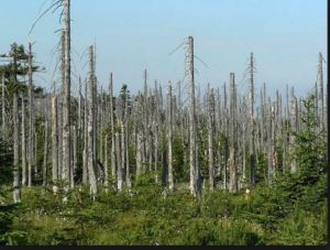 acid-rain-norway